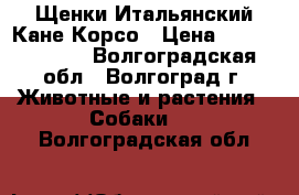 Щенки Итальянский Кане Корсо › Цена ­ 35000-40000 - Волгоградская обл., Волгоград г. Животные и растения » Собаки   . Волгоградская обл.